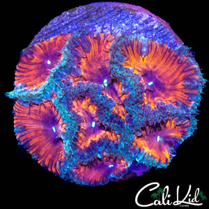 BLOOD ORANGE BLASTO COLONY