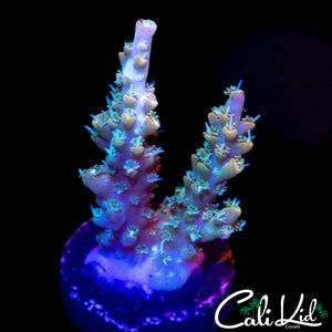 BONZAI ACRO