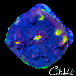 CK MR MELON CHALICE