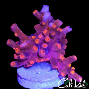 CK BRANCHING CYPHASTREA