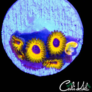 GREAT OWL ZOA MINI COLONY