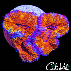 RAINBOW RIM ACAN DOUBLE