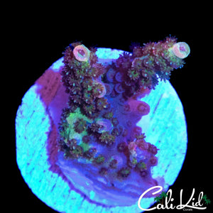 MYSTERY RAINOW ACRO
