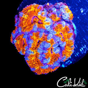 UTLRA RAINBOW ACAN CHUNK