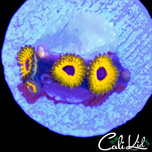 GREAT OWL ZOA QUAD
