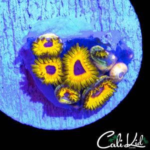 GREAT OWL ZOA MINI COLONY