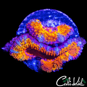 MYSTERY ACAN DOUBLE