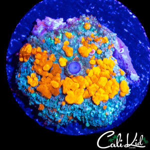 LARGE CK ORANGE CRUSH BOUNCE MUSHROOM