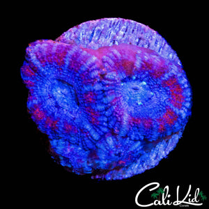 SUPERMAN ACAN QUAD
