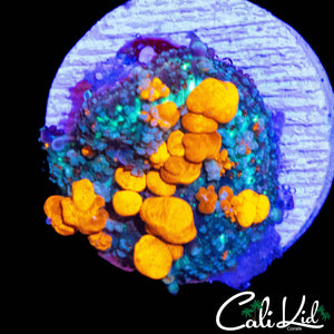 CK ORANGE CRUSH BOUNCE MUSHROOM (MULTI BUBBLES)