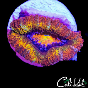 CK UNRELEASED RAINBOW ACAN LORD