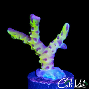 RRC GOLDEN ROD GRAFTED ANACROPORA