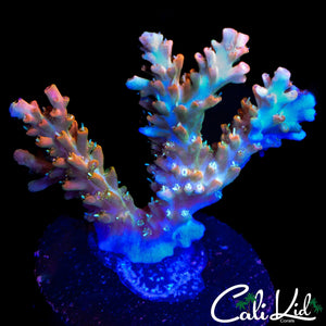 CK PINK FUSION ACRO