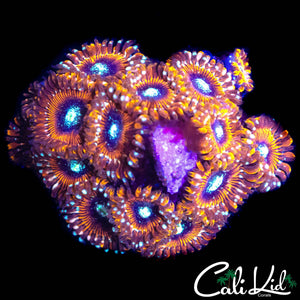 ASSORTED ZOA MINI COLONY