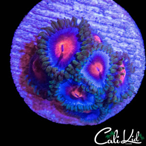 MIAMI VICE TYPE ZOA MINI COLONY