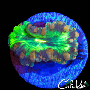 RARE BUBBLE BLASTO