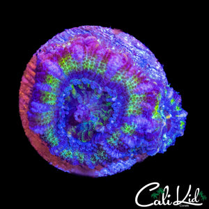 ULTRA ACAN DOUBLE