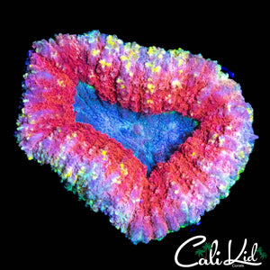 RAINBOW SPECKLED LOBO