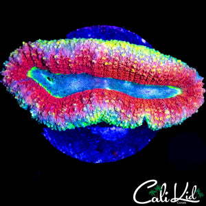 RAINBOW SPECKLED LOBO