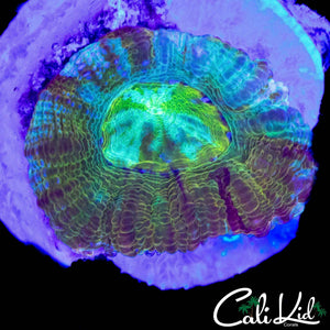 CK UNRELEASED RAINBOW BOWER