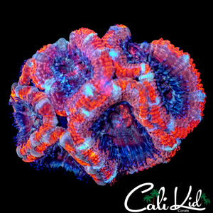 ULTRA STRIPE ACAN MINI COLONY