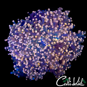 LARGE PINK BRANCHING FROGSPAWN