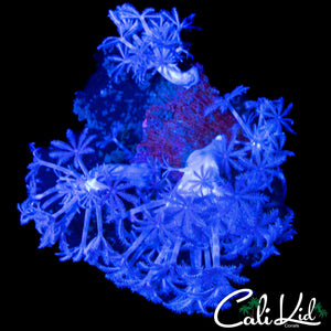 PULSATING ZENIA MINI ROCK