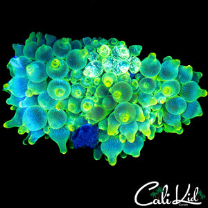ACID RAIN ANEMONE