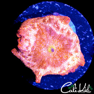 RARE AQUACULTURED PINK DISCO SHROOM