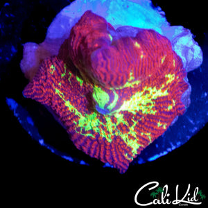 AMAZING ECLECTUS MUSHROOM
