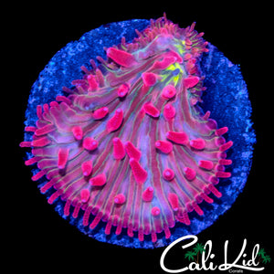 RAINBOW MOUTH DIASERIS