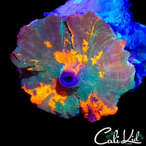 PURPLE MONSTER TYPE MUSHROOM