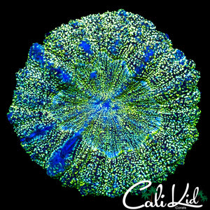 ULTIMATE SPECKLED ACANTHO