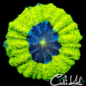 BRIGHTEST ACANTHO EVER