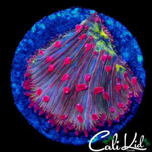 RAINBOW MOUTH DIASERIS