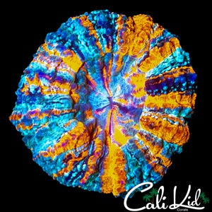 AMAZING RAINBOW ACANTHO