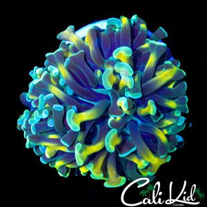 CK UNRELEASED RARE HAMMER