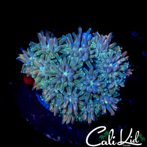 CK KALEIDOSCOPE GALAXIA