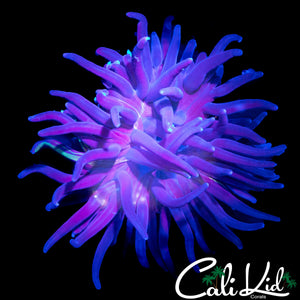 RARE GRAFTED PURPLE LONG TENTACLE NEM