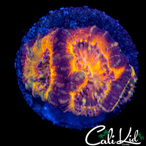 CK BUBBLE YUM ACAN TRIPLE