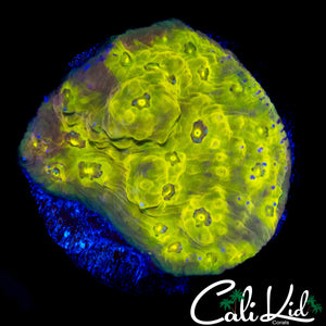 CK GOLD RUSH CHALICE