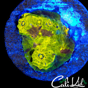 CK GOLD RUSH CHALICE