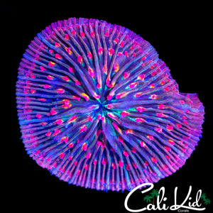 PINK TENTACLE PLATE CORAL