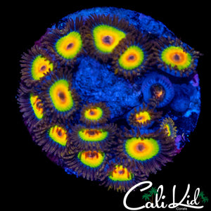 RASTA ZOA MINI COLONY