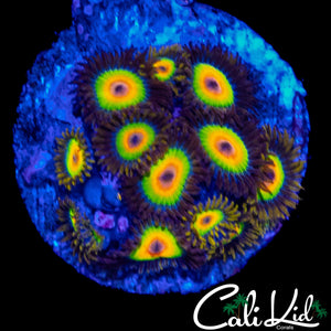 RASTA ZOA MINI COLONY