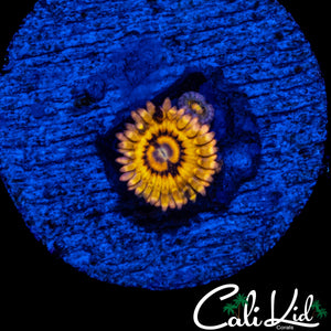 STRATOCASTER TYPE ZOA DOUBLE
