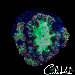ULTRA SWIRL BLASTO MINI COLONY