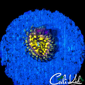 CK PINEAPPLE EXPRESS ZOA