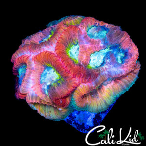 CK RAINBOW FAVIA CHUNK