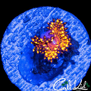 MYSTERY ZOA